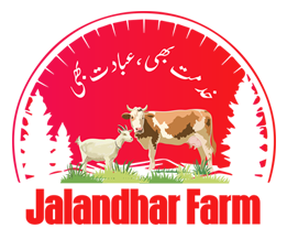 Online Bakra Mandi Sale for Qurbani | Online Qurbani with Installments